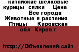 китайские шелковые курицы (силки) › Цена ­ 2 500 - Все города Животные и растения » Птицы   . Кировская обл.,Киров г.